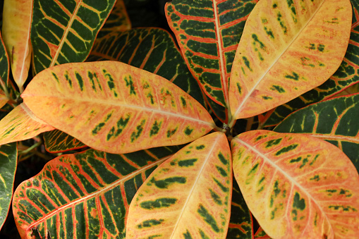 A close-up shot of vibrant Croton foliage