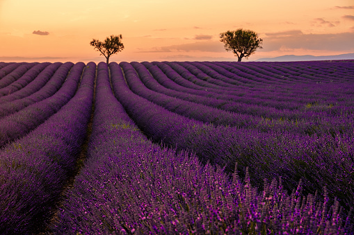 Provence, Lavender field at sunset, Valensole Plateau Provence France blooming lavender fields in Europe.