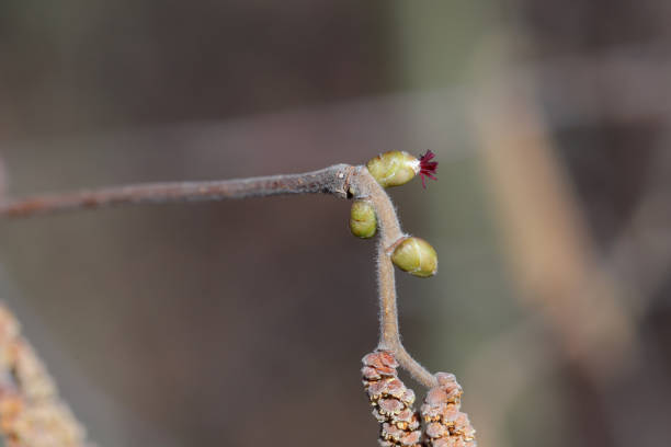 Flowering hazel (Corylus avellana). A tiny female flower on a twig in early spring.