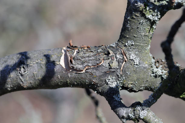istock Apple branch with cracked, falling bark. Symptoms of disease or sunburn. 2083255431