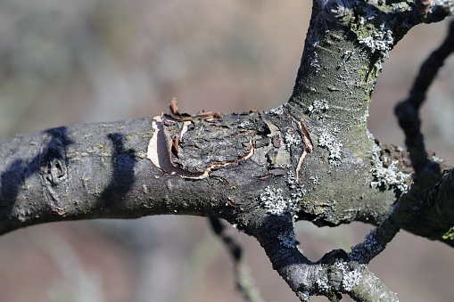Apple branch with cracked, falling bark. Symptoms of disease or sunburn.