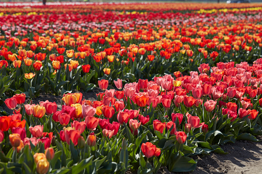 Tulip flowers field in red, pink and yellow colors texture background in spring sunlight