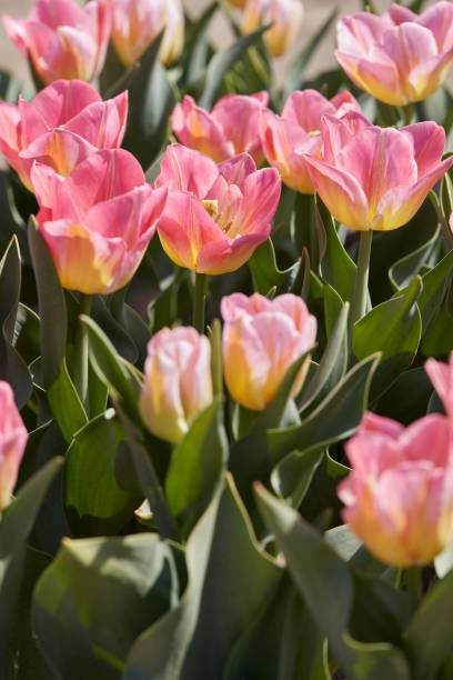 istock Tulip Tom Pouce flowers and field in spring 2083256512