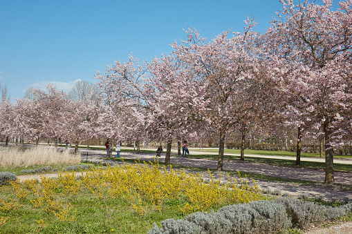 Venaria Reale, Italy - March 29 , 2023: Cherry tree blossom with pink flower and people in Reggia di Venaria park in spring sunlight