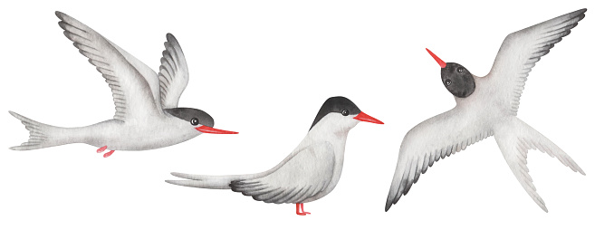 Watercolor set of illustrations. Hand painted arctic terns with white wings, feathers, red beak and black head. Flying seabirds with spread wings. Seagull, sterna. Bird in the air. Isolated clip art