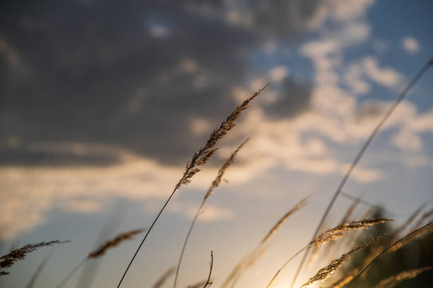 The blades of grass backlit with the sky at sunset.