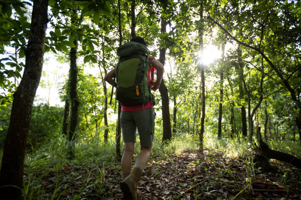 istock Woman hiker hiking on forest trail 2083277159