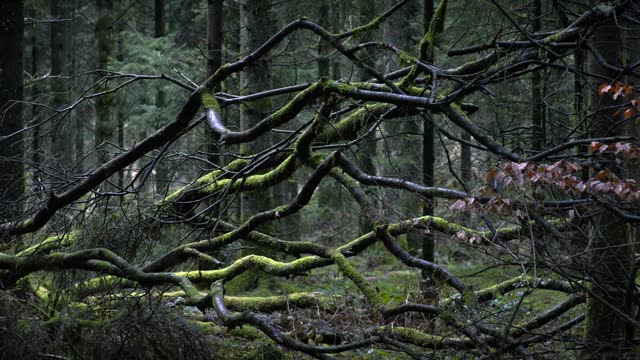 Fallen Tree In Dense British Forest 4K