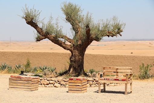 Centenary olive tree in the desert