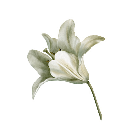 White lilies at the Feast of the Annunciation of the Blessed Virgin Mary in digital watercolor clipart.Decoration for wedding, Communion, christening, decoration of religious printed products