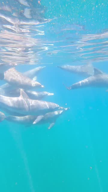 Video of a dolphins swimming & playing underwater having the best time.  In the nice blue Pacific Ocean.  Gold Coast Queensland Australia