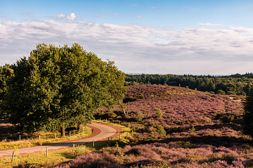 Posbank National park Veluwe, purple pink heather in bloom, blooming heater on the Veluwe by the Hills of the Posbank Rheden, Netherlands.