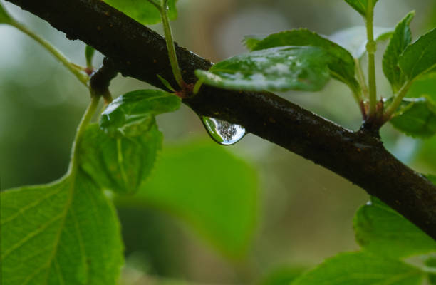 Drop of clean water on a branch on a blurred green background. Selective focus