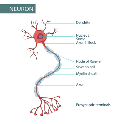Diagram of Neuron Anatomy vector illustration