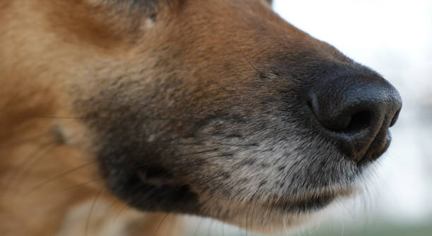 istock Red Dingo dogs that run through the forest and play in the snow. 2083301319