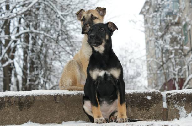 Free Stock Photo of Black Dog Wearing Tan Coat in Snow | Download Free ...