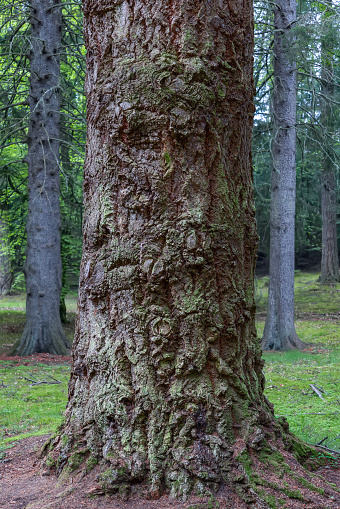 Close-up of a tree trunk in a Scottish forest, showcasing an intricate pattern of moss and lichen covering its rugged bark. The dense forest background adds a mystical atmosphere to this natural masterpiece