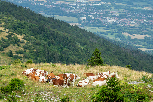 Cows in the Jura mountains, city of Gex in the background, jurassic landscape, France