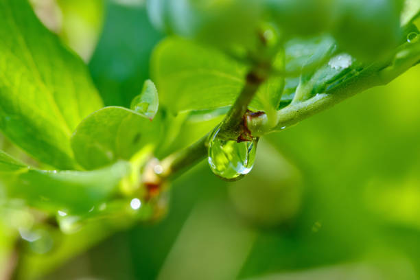 Green leaves with water drop on a blurred natural background. Big drop of water hangs from a branch. Shallow depth of field