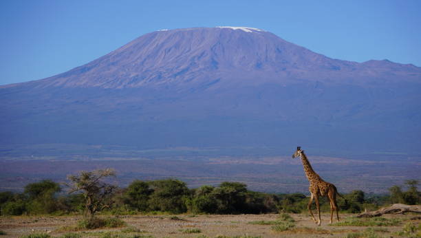 istock giraffe standing next to Kilimanjaro mountain 2083335956