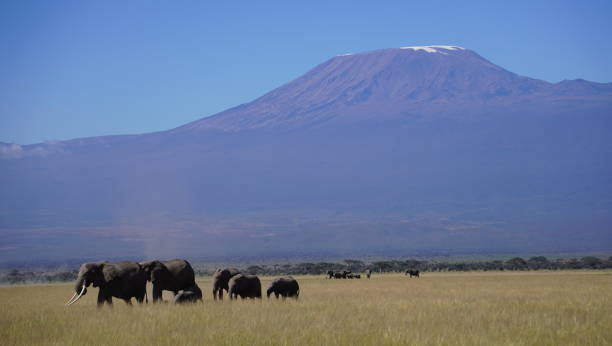 istock Elephants with mount Kilimanjaro in the background 2083336449