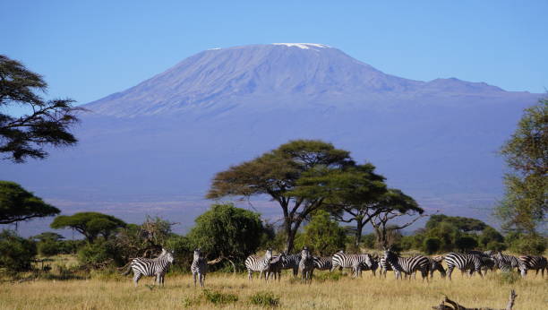 istock Zebras under the highest mountain in africa 2083337057