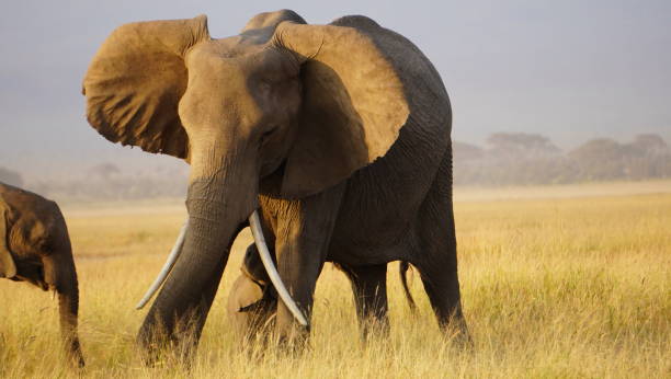istock An elephant with tusks growing wide away from the face 2083341376