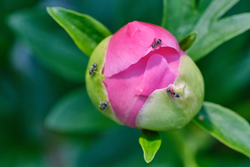 Pink flower peonies bloom and ants in summer garden on blurry background. Selective focus.
