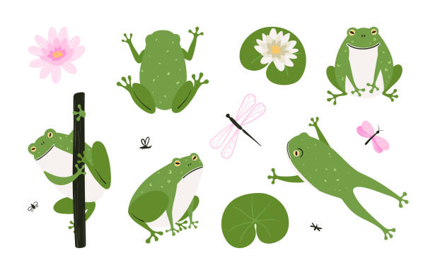 set of cute cartoon frogs - frog jumping pond water lily stock illustrations