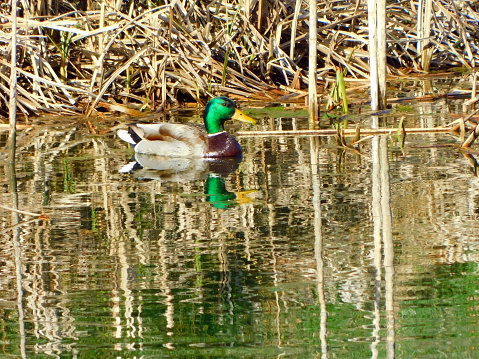 The mallard, mallard or collared duck is a species of anseriform bird in the family Anatidae. It is a very common surface duck and widespread throughout the northern hemisphere. It lives in temperate areas of North America, Europe, Asia and northern Africa.