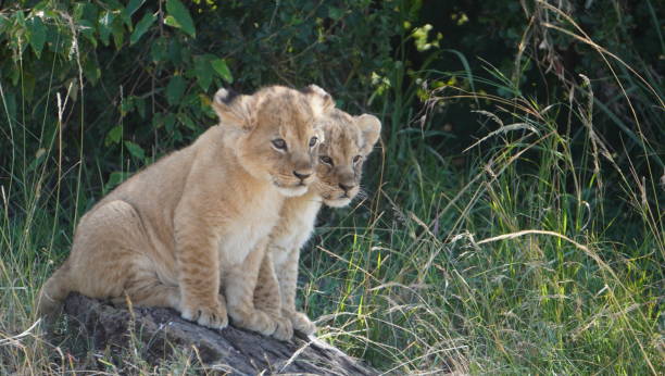 istock Two little lion cubs in a sad mood 2083371306