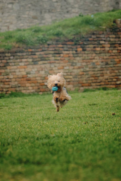 istock A charming fluffy Yorkshire terrier runs quickly through a green clearing with a ball. A cute decorative dog is playing on a walk in the spring park. Front view. 2083389080