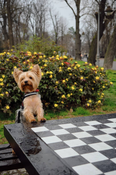 istock A charming fluffy Yorkshire Terrier stands with its front paws leaning on a chess table and poses. A cute decorative dog does clever tricks in a spring park. 2083389603