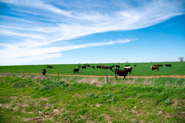 istock Sunny cloud blue sky over large free ranch grass fed cattle cows farm with diverse group brown, charolais, black Angus cattle cows grazing, galvanized barbed wire and post fencing protect, Texas 2083389607