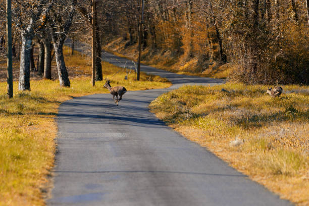 istock A deer runs across a country road 2083389610