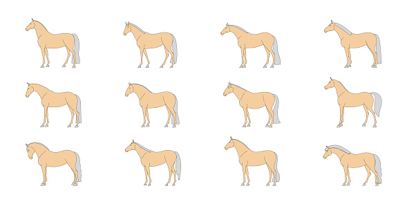 Vector set of horses conformation, Isolated on white background
