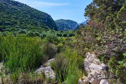 Coastal natural environment in eastern Sardinia. Cala Luna. Dorgali municipality. Province of Nuoro. Sardinia. Italy.