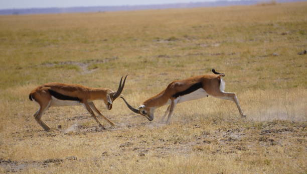 istock Thompson gazelles fighting seriously 2083439261