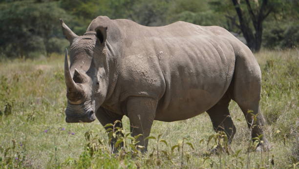 istock Close up of a white rhino facing camera 2083439262