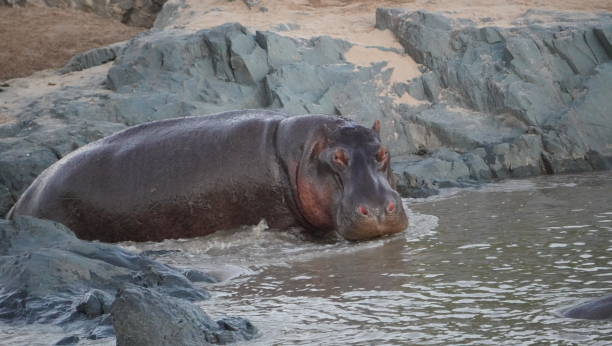 istock hippo on a rocky section of the river 2083445659