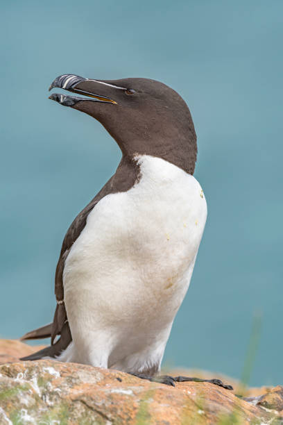 istock Razorbill Portrait on Skomer Island 2083471874
