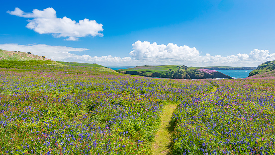 Scenic grassy path winding through vibrant bluebell and pink campion flowers leading to the sea at Skomer Island, Wales