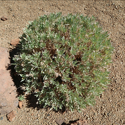 Tenerife, Canary Islands, Spain, February 23, 2024. Mount Teide National Park. Volcanic landscape. Examples of uniquely adapted plant life. Sunny winter day outdoors.