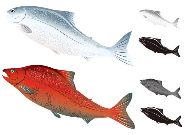 Vector illustration of Two types of cute looking salmon and trout illustration set (With monochrome and silhouette)