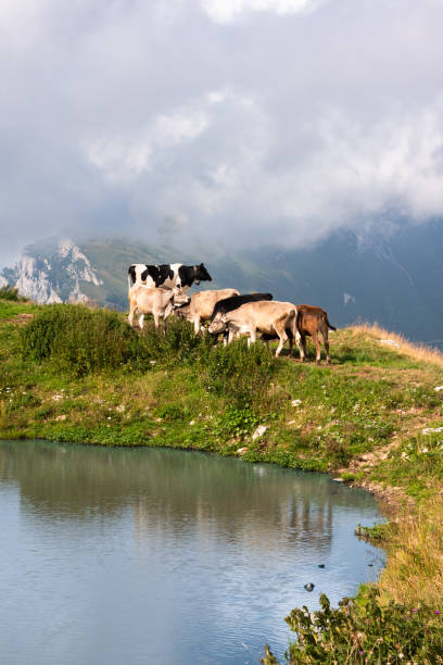 istock Cows on a mountain pasture by a lake in summer 2083518273
