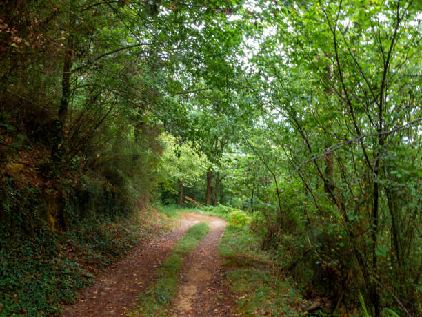 istock a peaceful forest path surrounded by lush greenery, creating a serene and natural atmosphere 2083534149