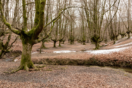 tranquil, barren forest with moss-covered, leafless trees and a ground blanketed by fallen, brown leaves