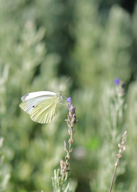 Macro photography of a butterfly