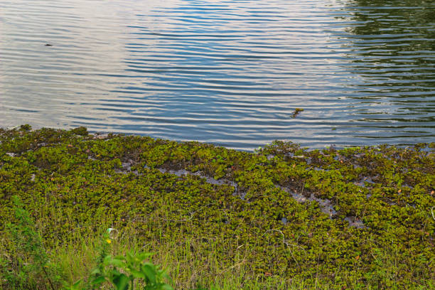 lake water and aquatic plants