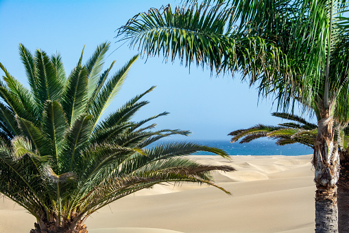 In the dunes of Maspalomas on Gran Canaria in Spain. View of the sea, palm trees and blue sky. The huge sand dunes resemble a small desert and are a nature reserve.